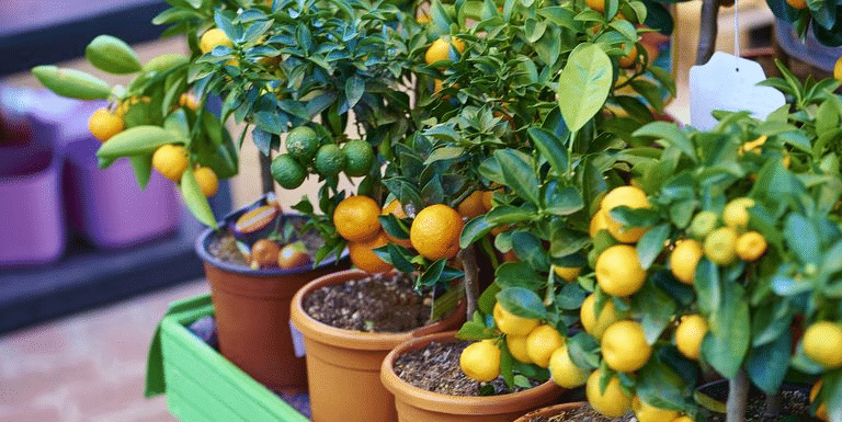 Miniature fruit trees.