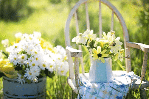 Potted daisies.