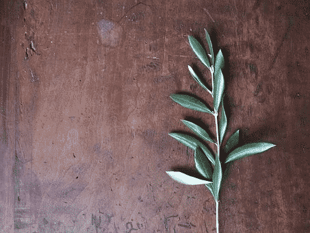 An olive branch on a table.