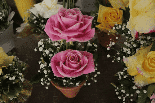 Potted roses.